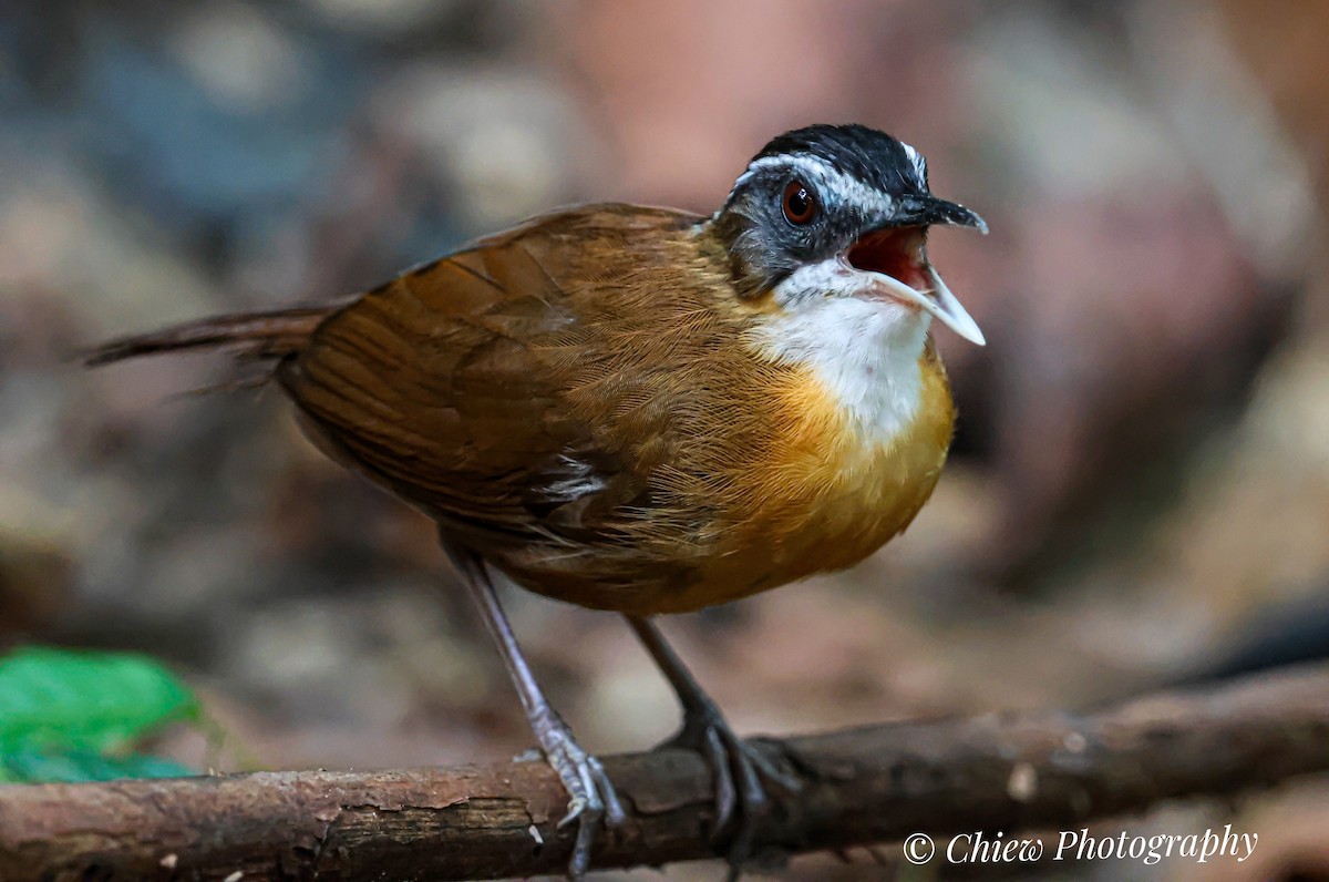 Bornean Black-capped Babbler - ML636658668