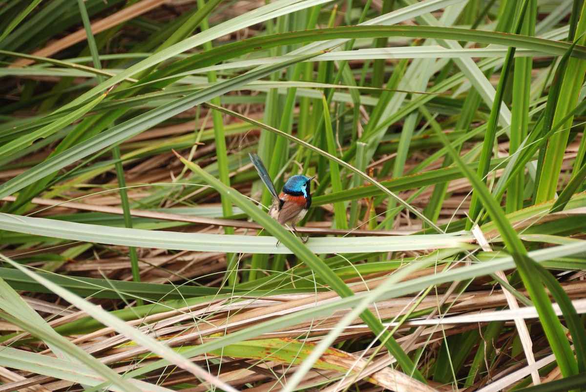 Red-winged Fairywren - ML636658874