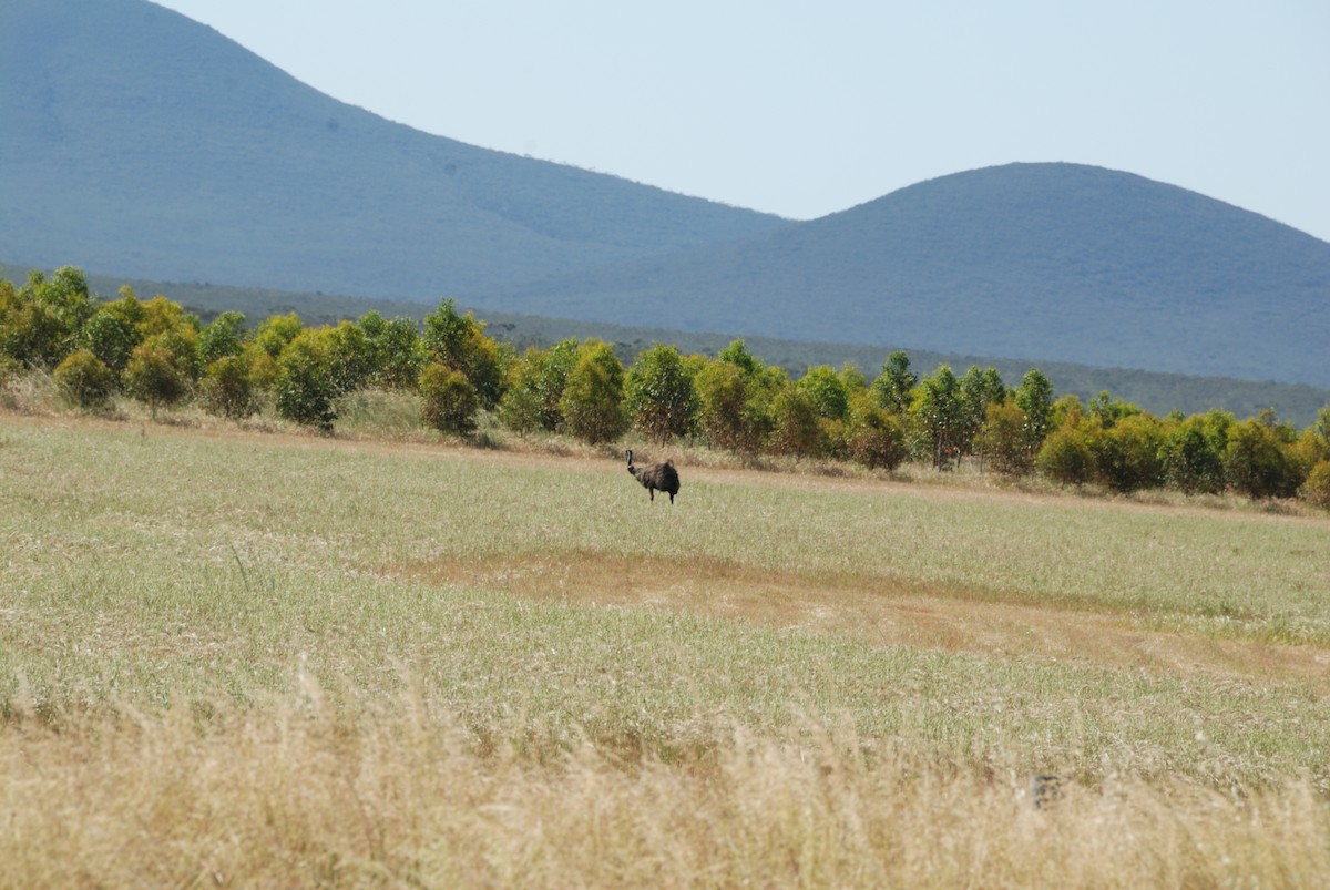 Emu - ML636659016