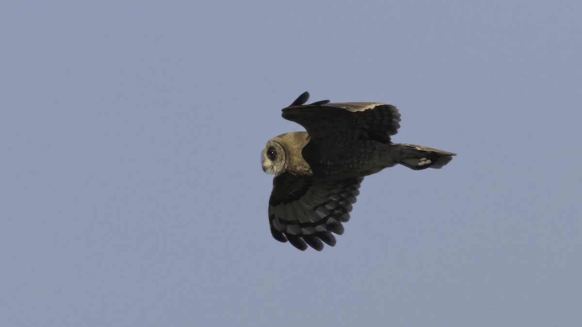 Marsh Owl - ML636659147