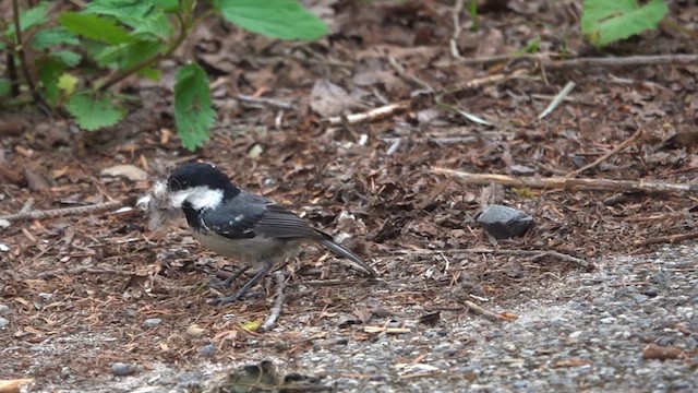 ヒガラ - ML636659167