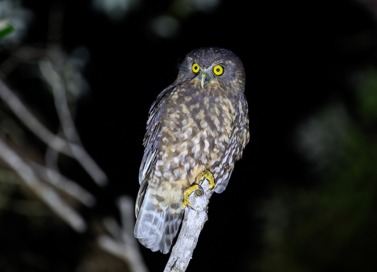 Morepork - ML636659255
