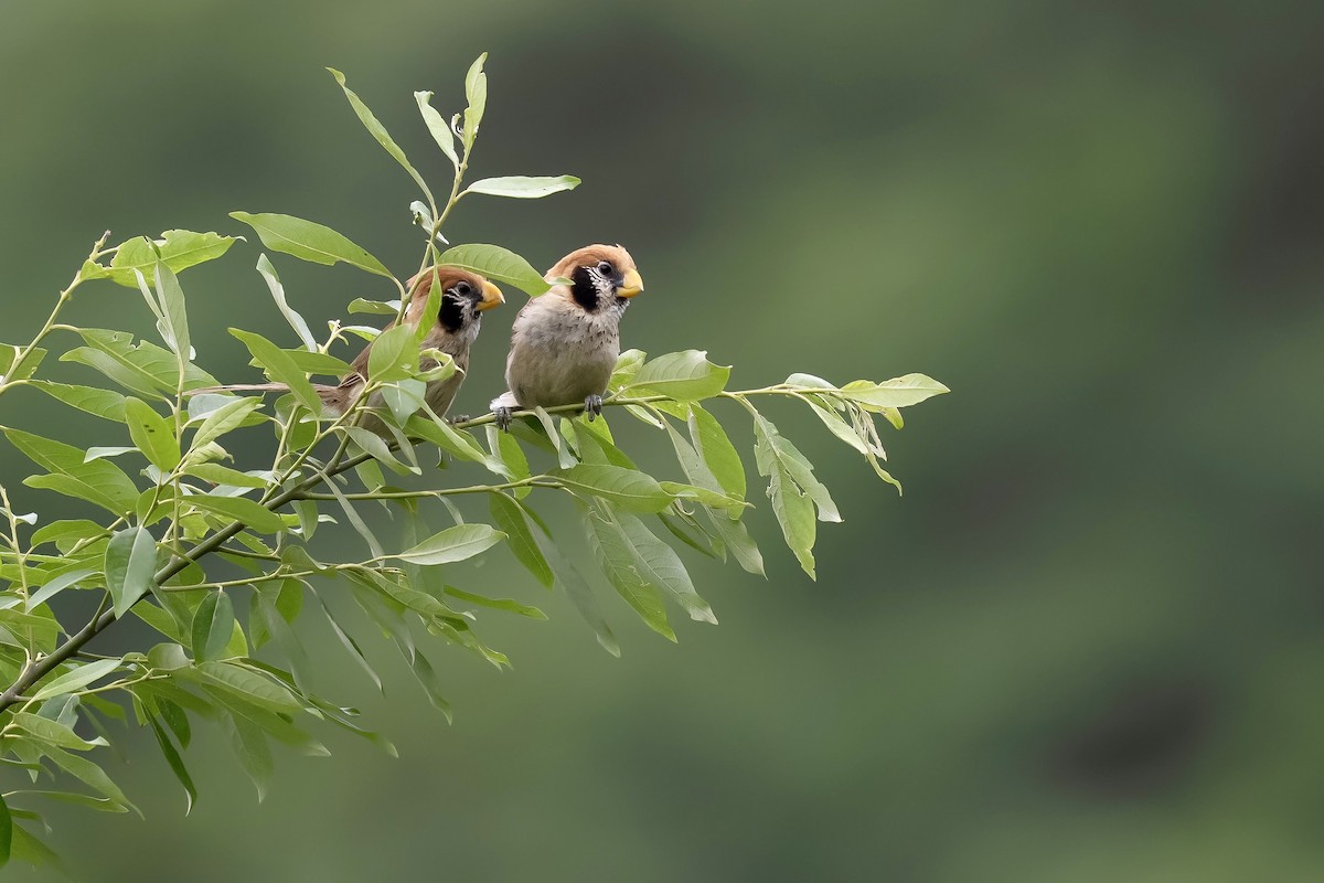 Spot-breasted Parrotbill - ML636659508