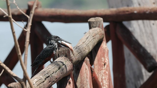 Giant Kingfisher - ML636659548