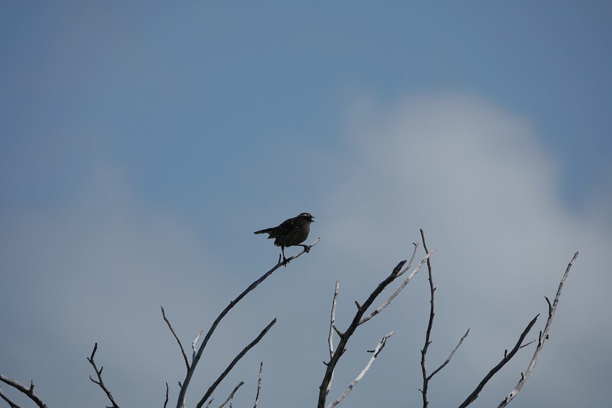 Red-winged Blackbird - ML636659602