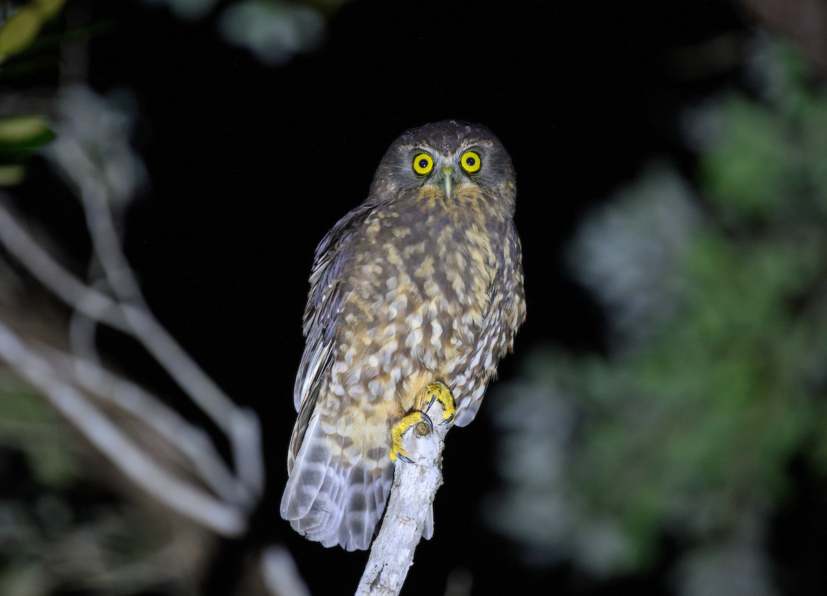 Morepork - ML636659688