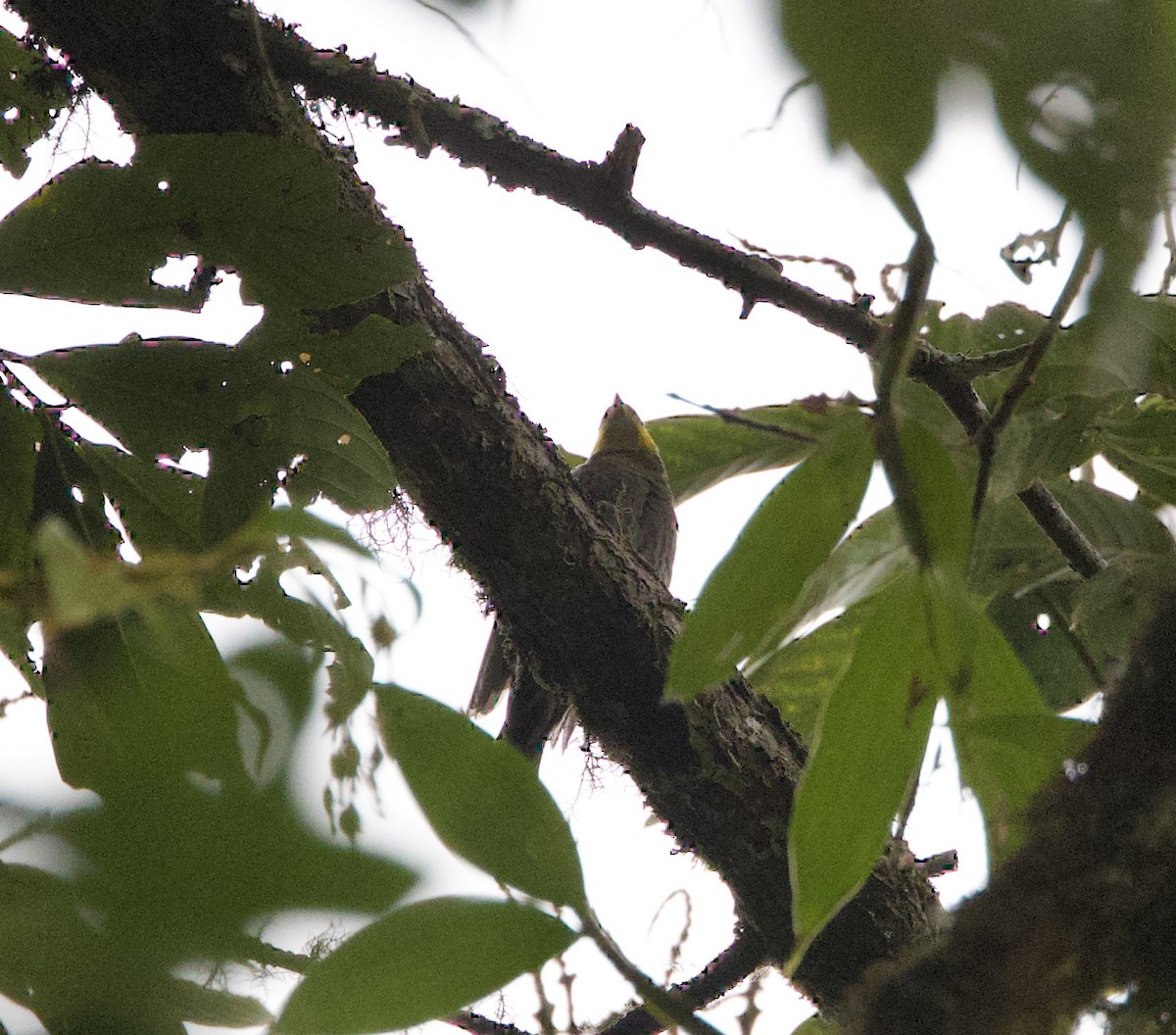 Yellow-rumped Honeyguide - ML636659689
