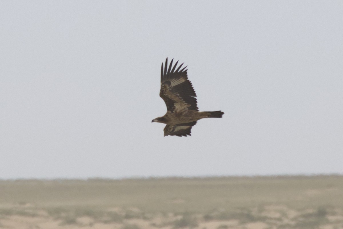 Pallas's Fish-Eagle - ML636659841