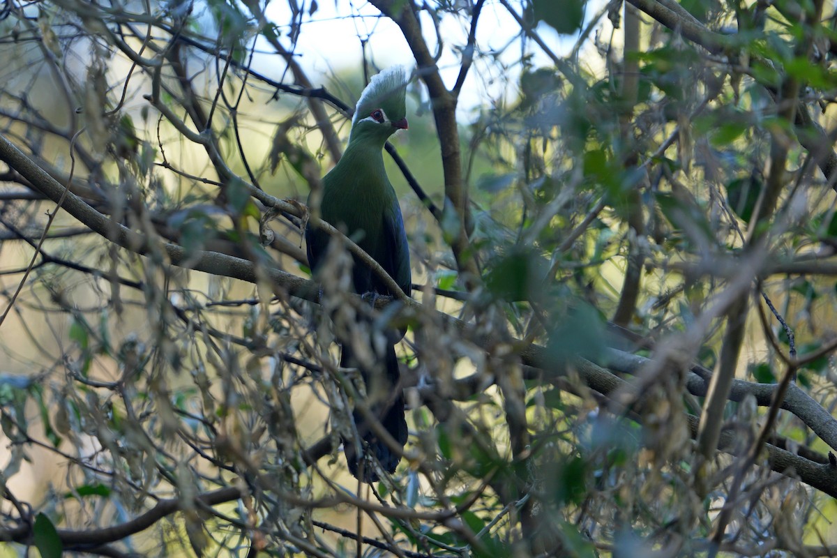 turako přílbový - ML636659860
