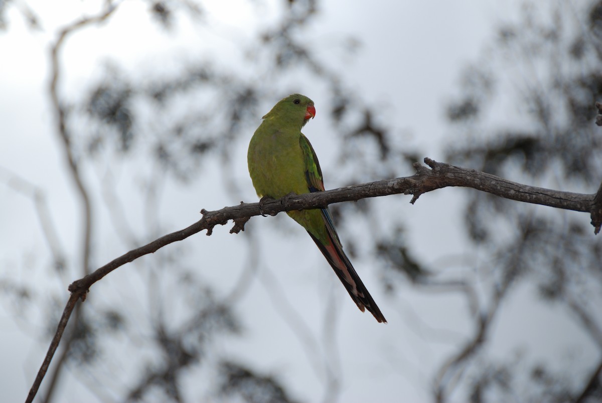Regent Parrot - ML636659889