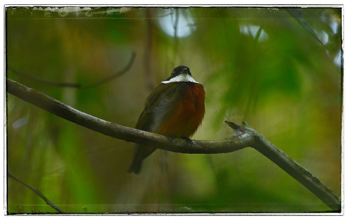 Flame-crowned Manakin - ML636660011