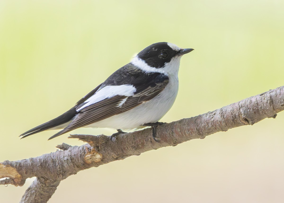 Collared Flycatcher - ML636660144