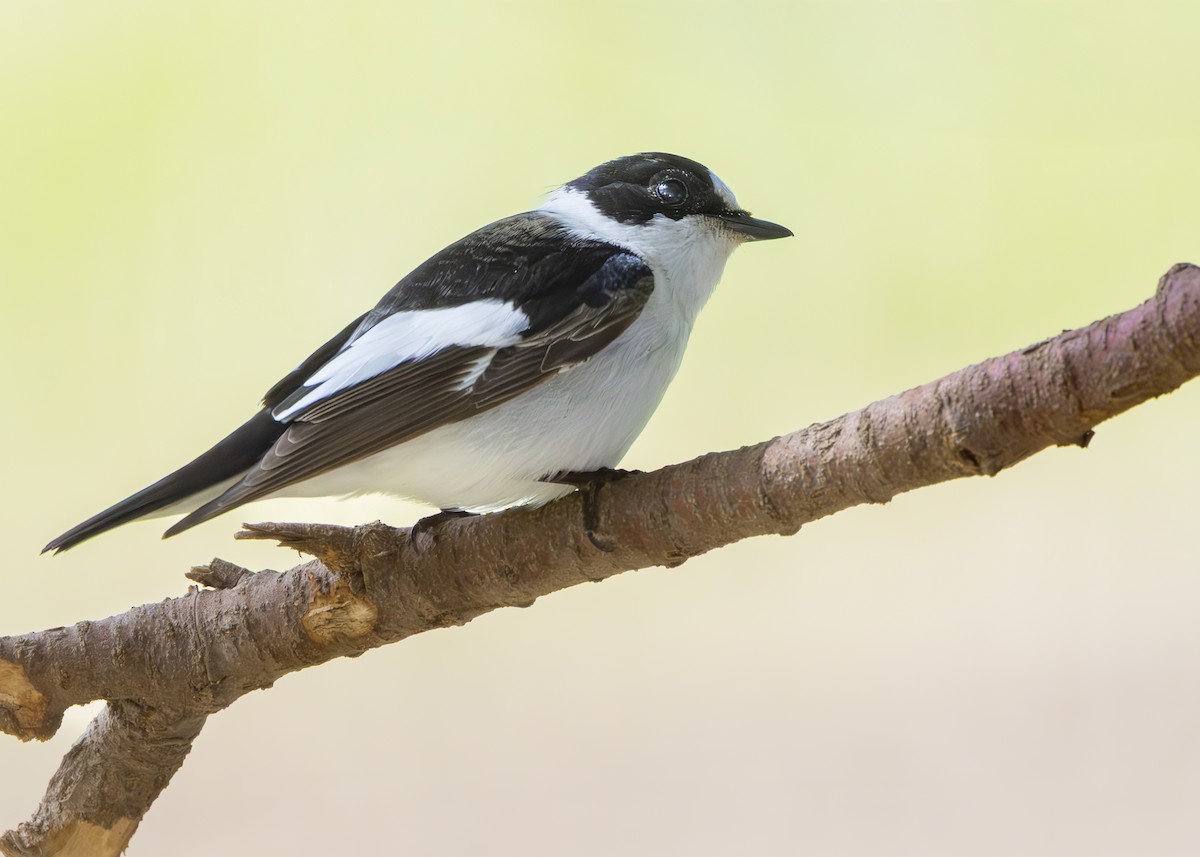 Collared Flycatcher - ML636660145