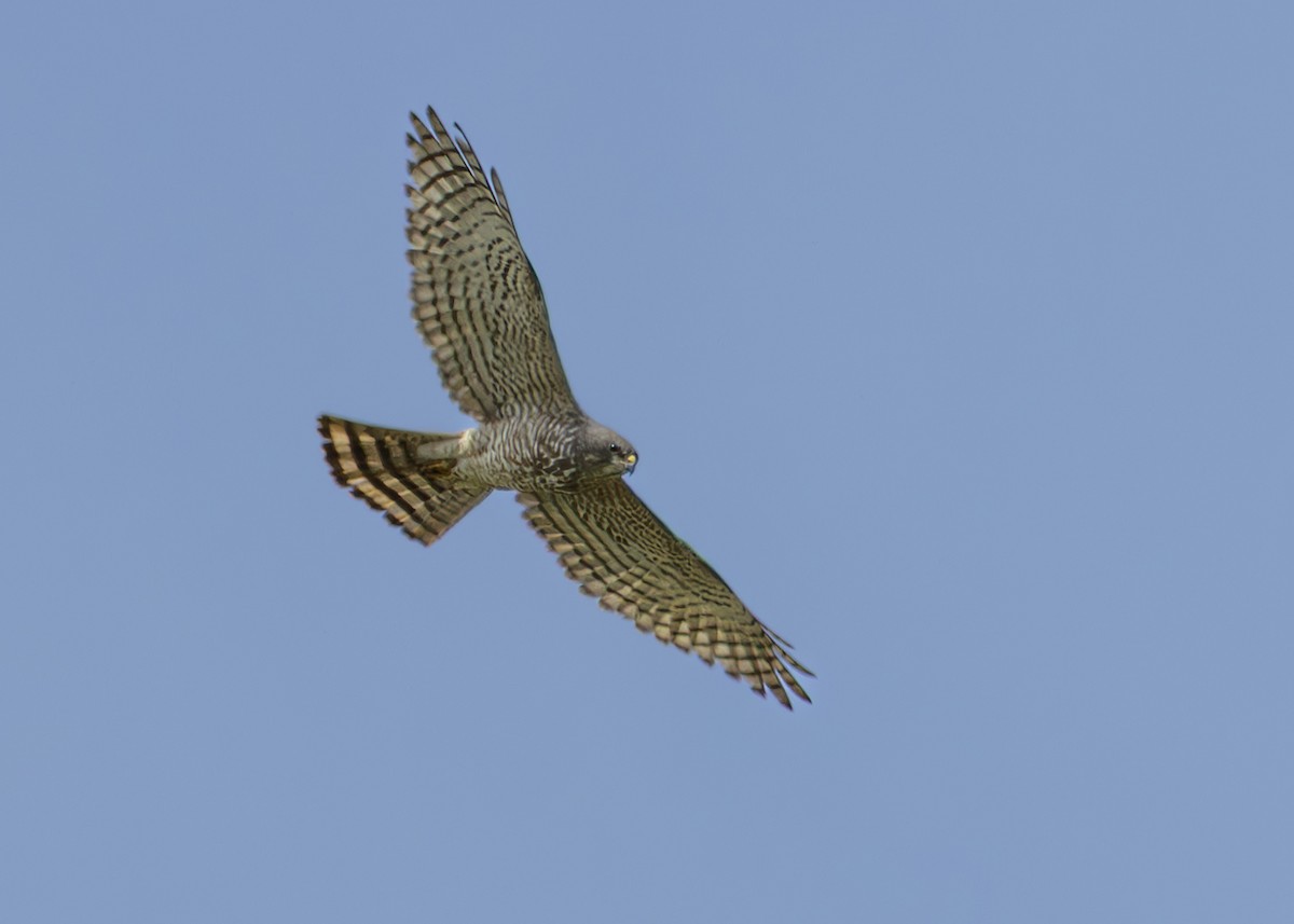 Levant Sparrowhawk - ML636660160