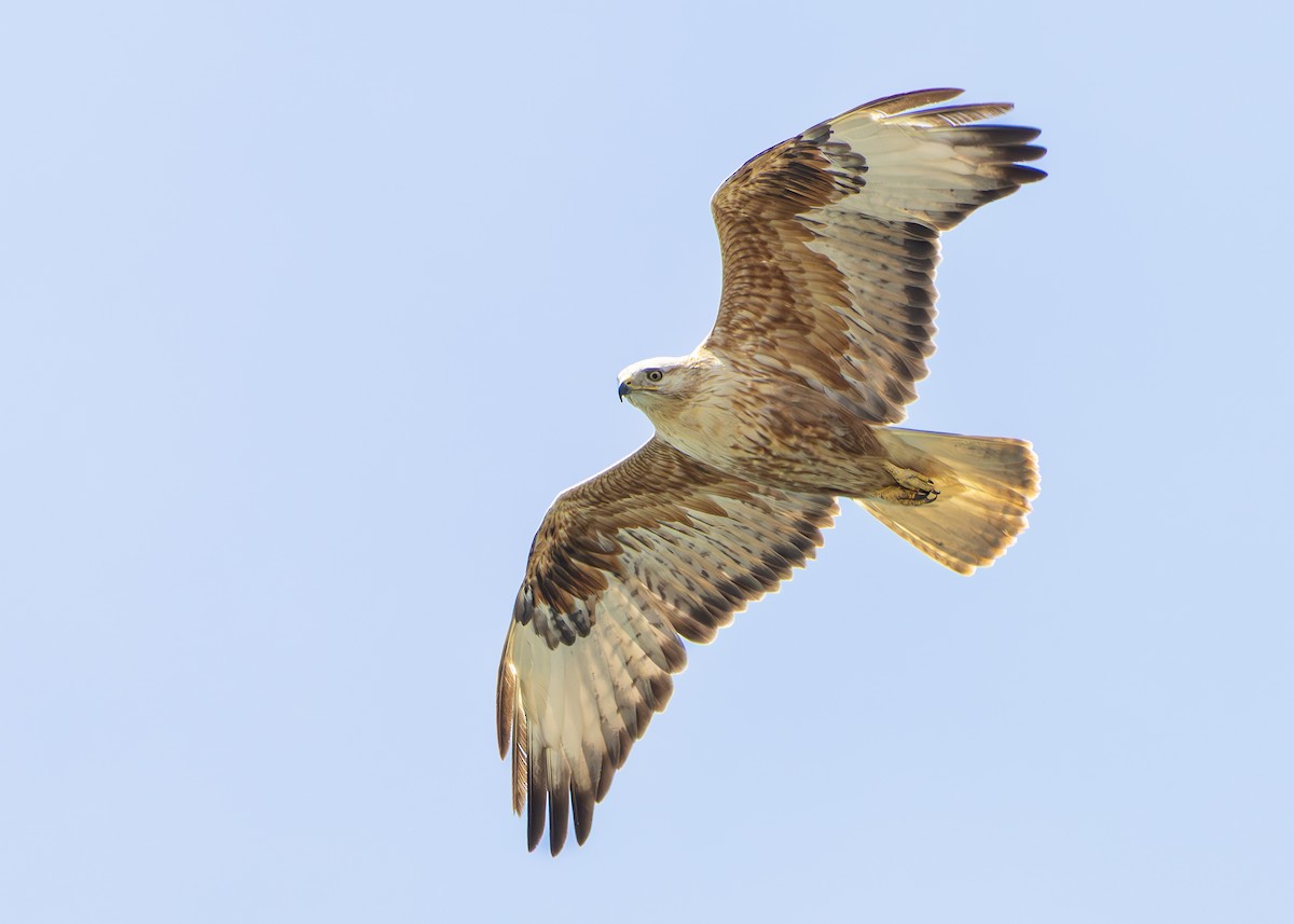 Long-legged Buzzard (Northern) - ML636660166
