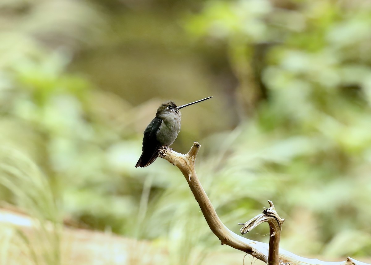Green-fronted Lancebill - ML636660186