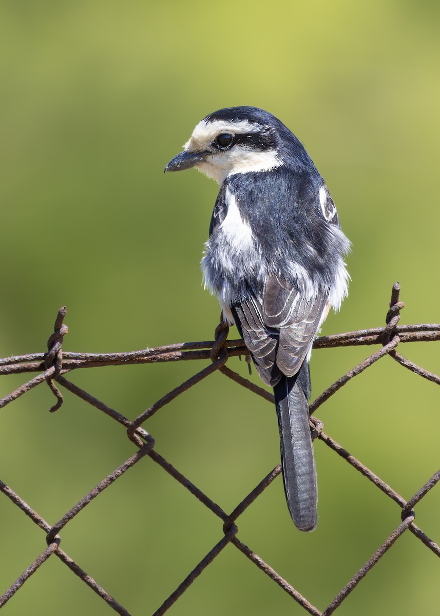 Masked Shrike - ML636660274