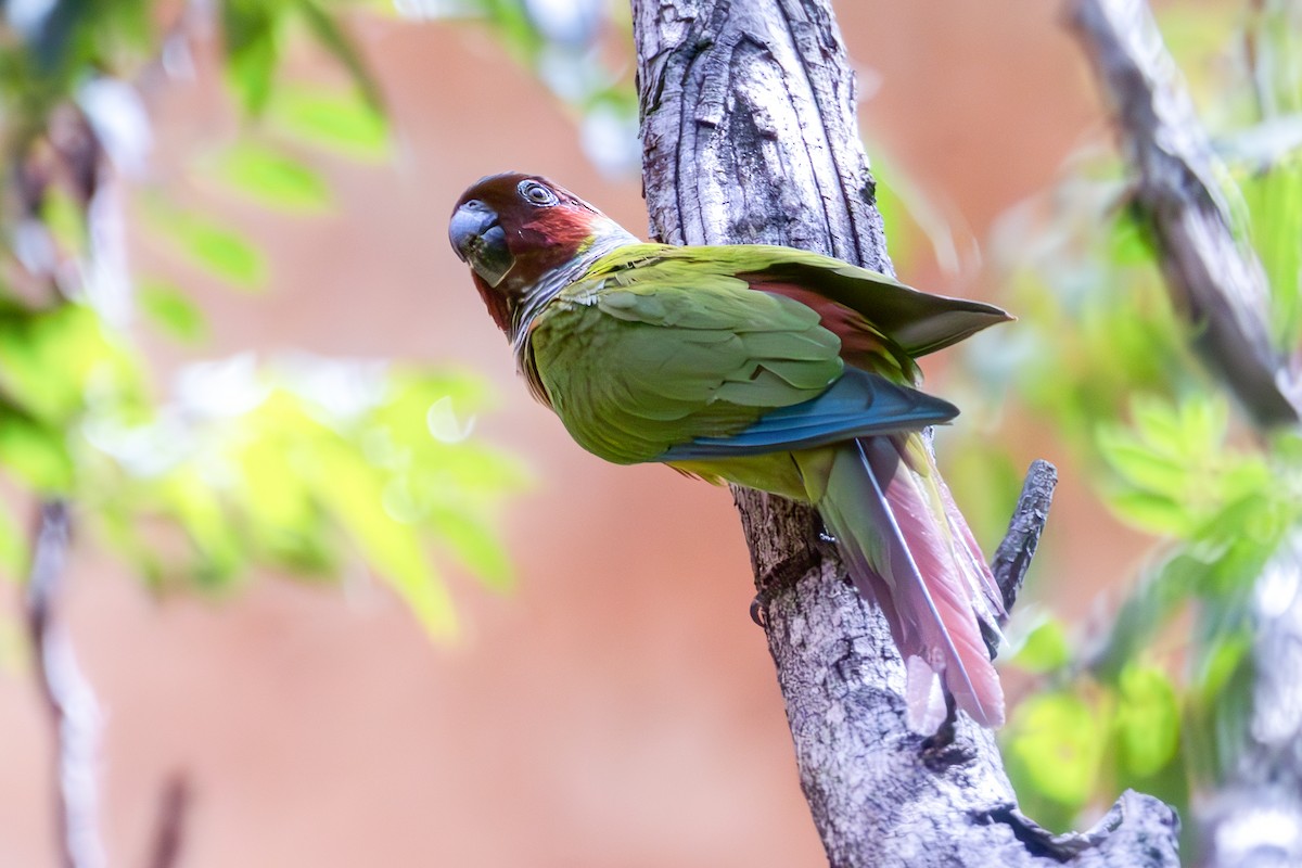 Pfrimer's Parakeet - ML636660293