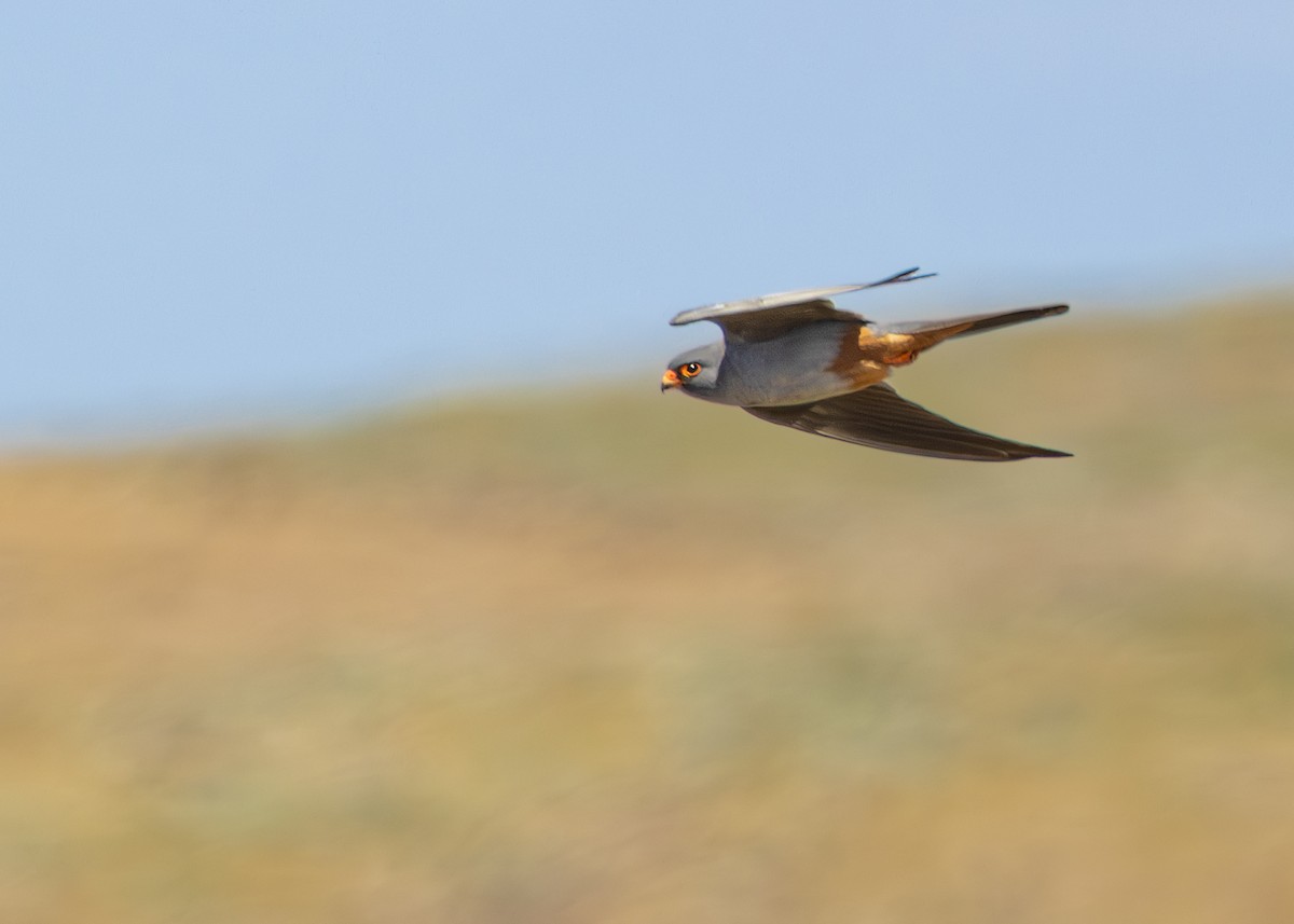 Red-footed Falcon - ML636660294