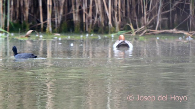 Red-crested Pochard - ML636660340