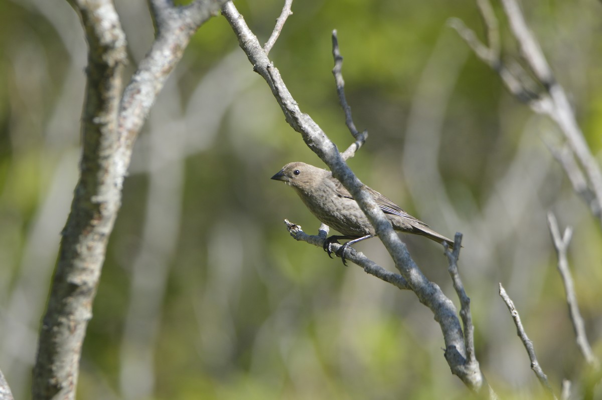 Brown-headed Cowbird - ML636660453