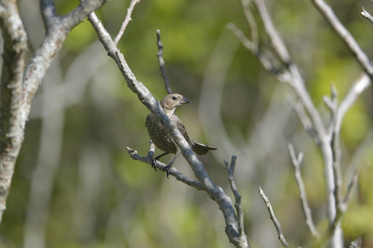 Brown-headed Cowbird - ML636660455