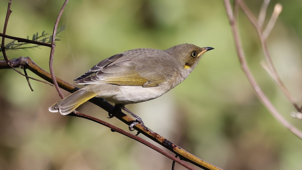 Fuscous Honeyeater - ML636660489