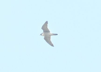 Wanderfalke - ML636660491
