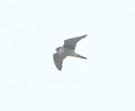 Wanderfalke - ML636660492