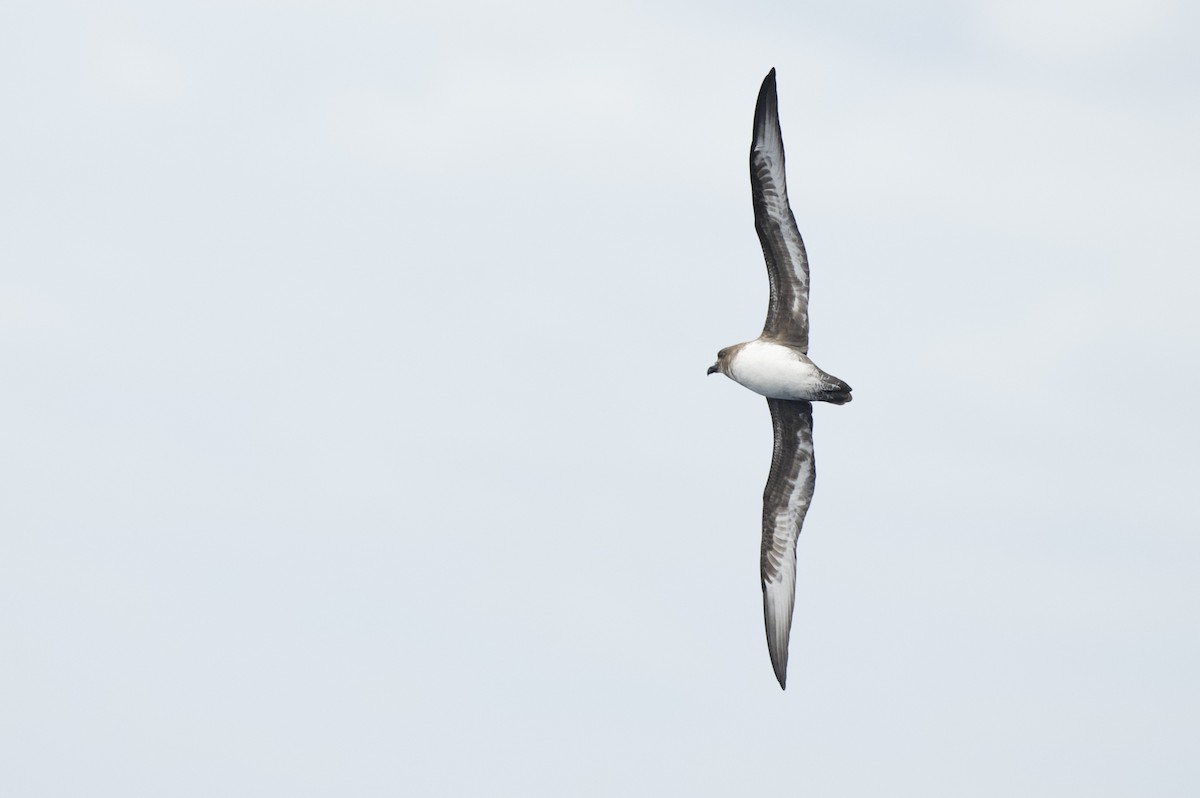 Trindade Petrel - ML636660514