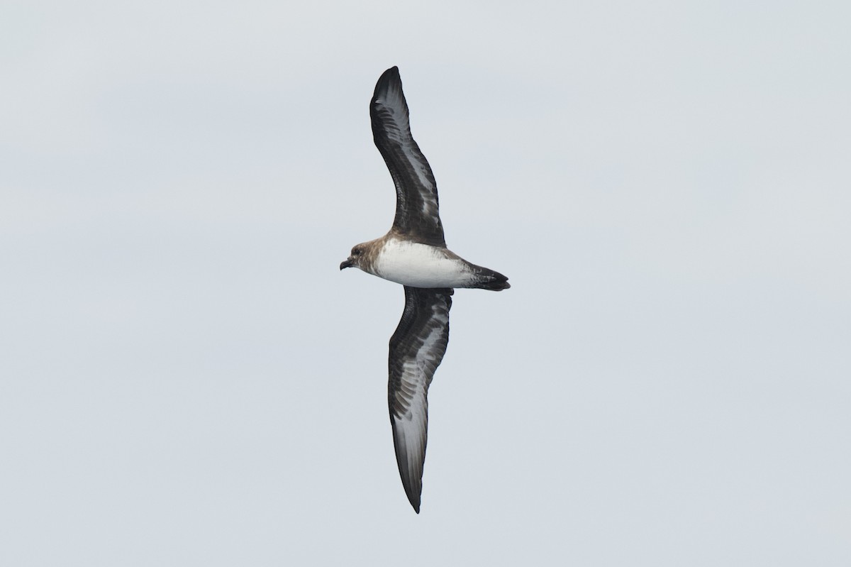 Trindade Petrel - ML636660522