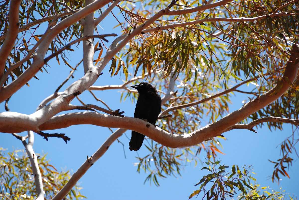 Little Crow - ML636660539