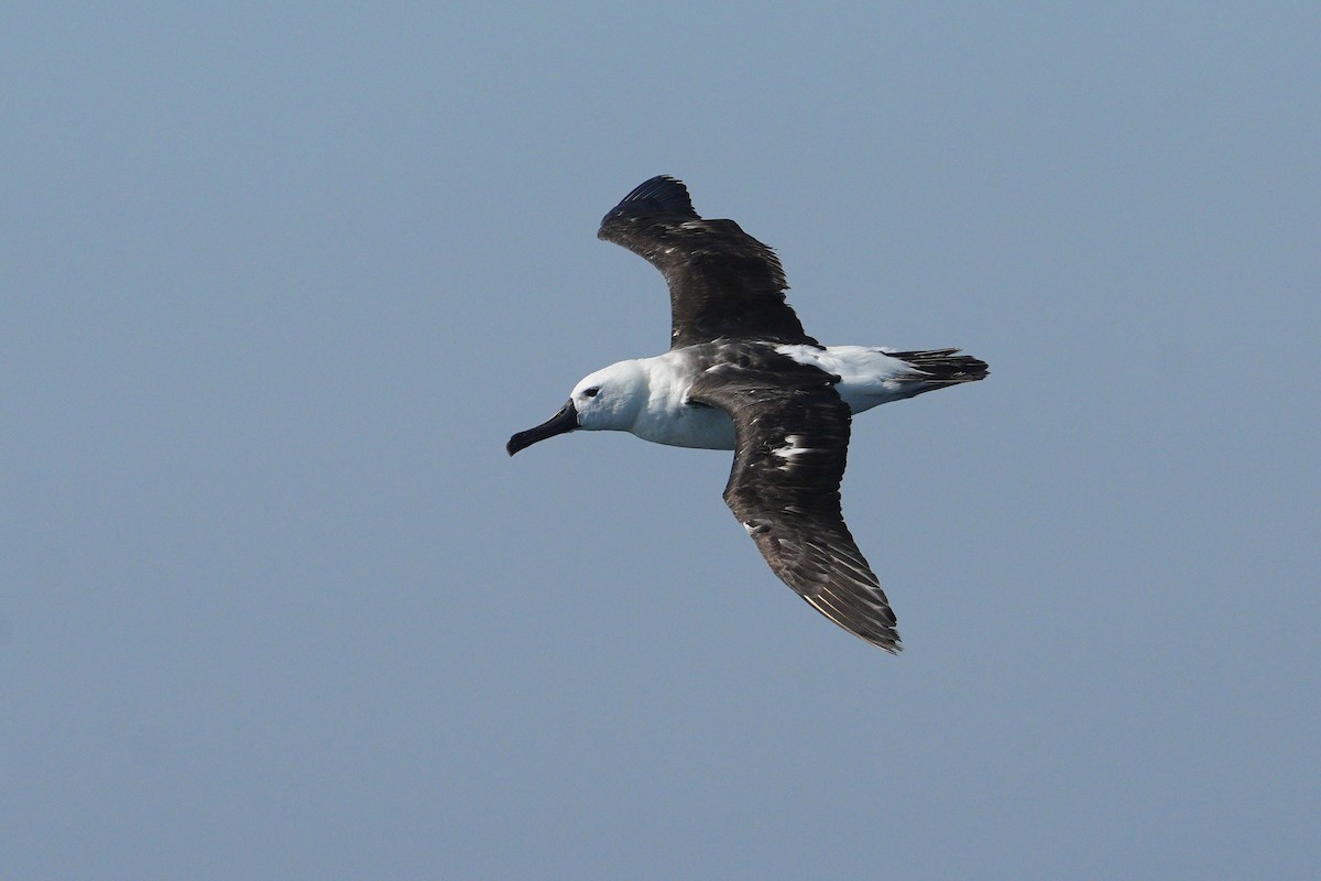 Albatros de Carter - ML636660581
