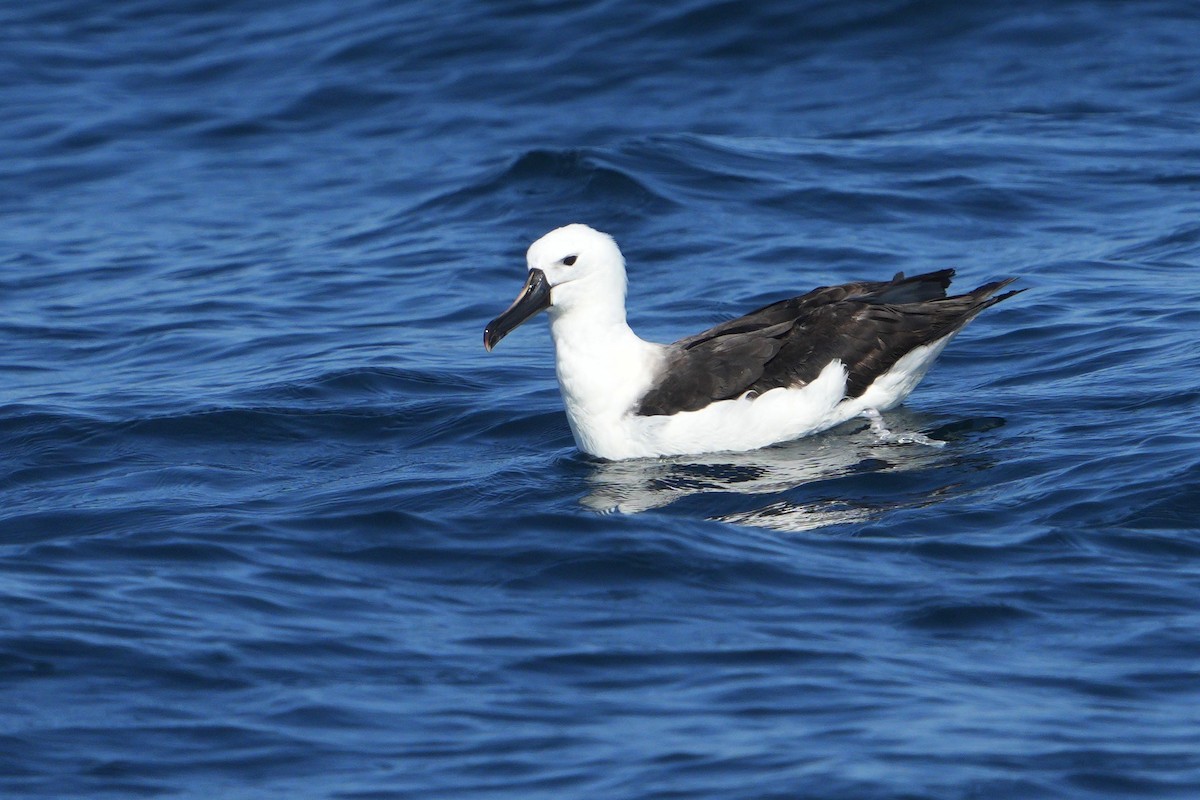 Albatros de Carter - ML636660582