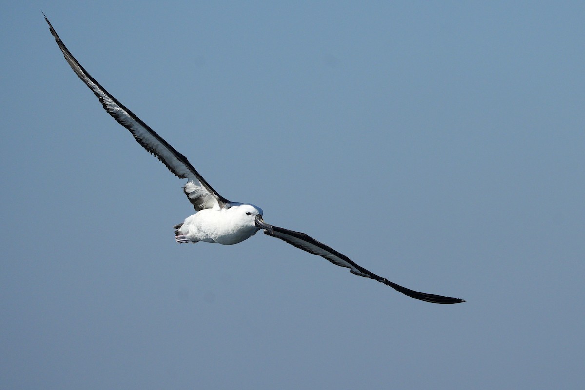 Albatros de Carter - ML636660583