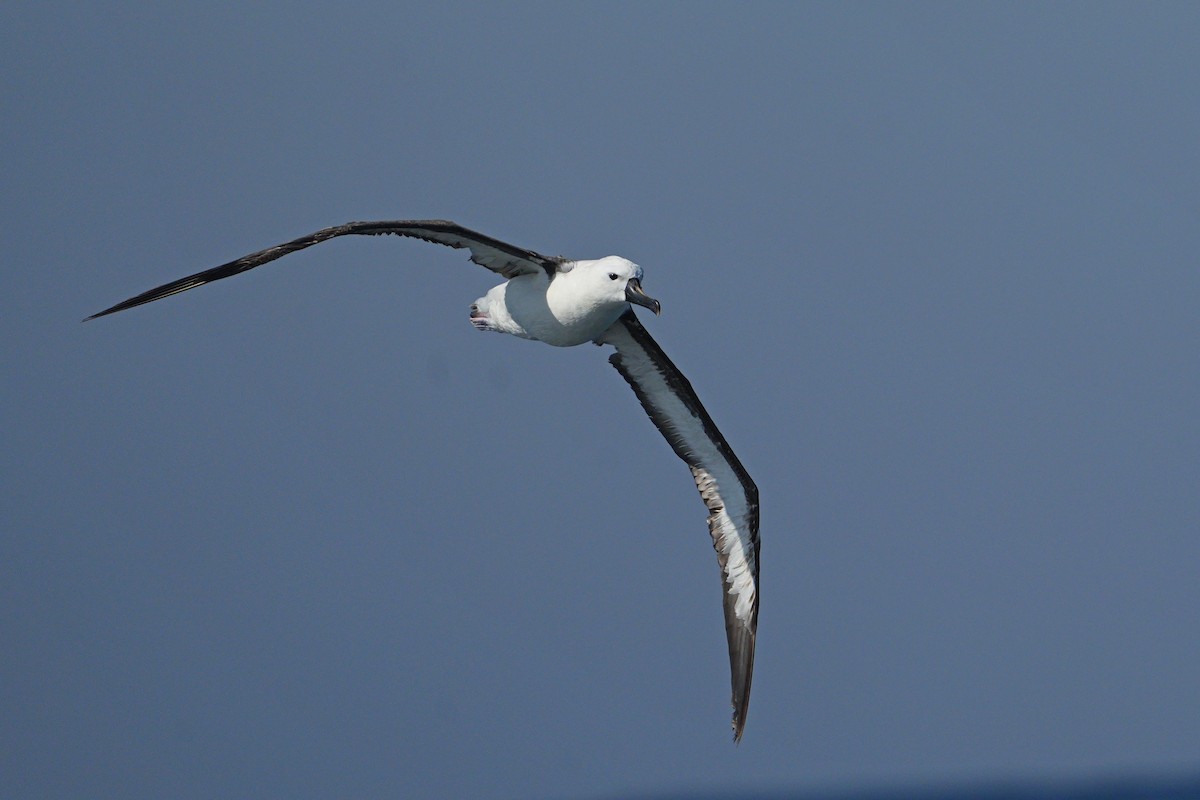 Albatros de Carter - ML636660584