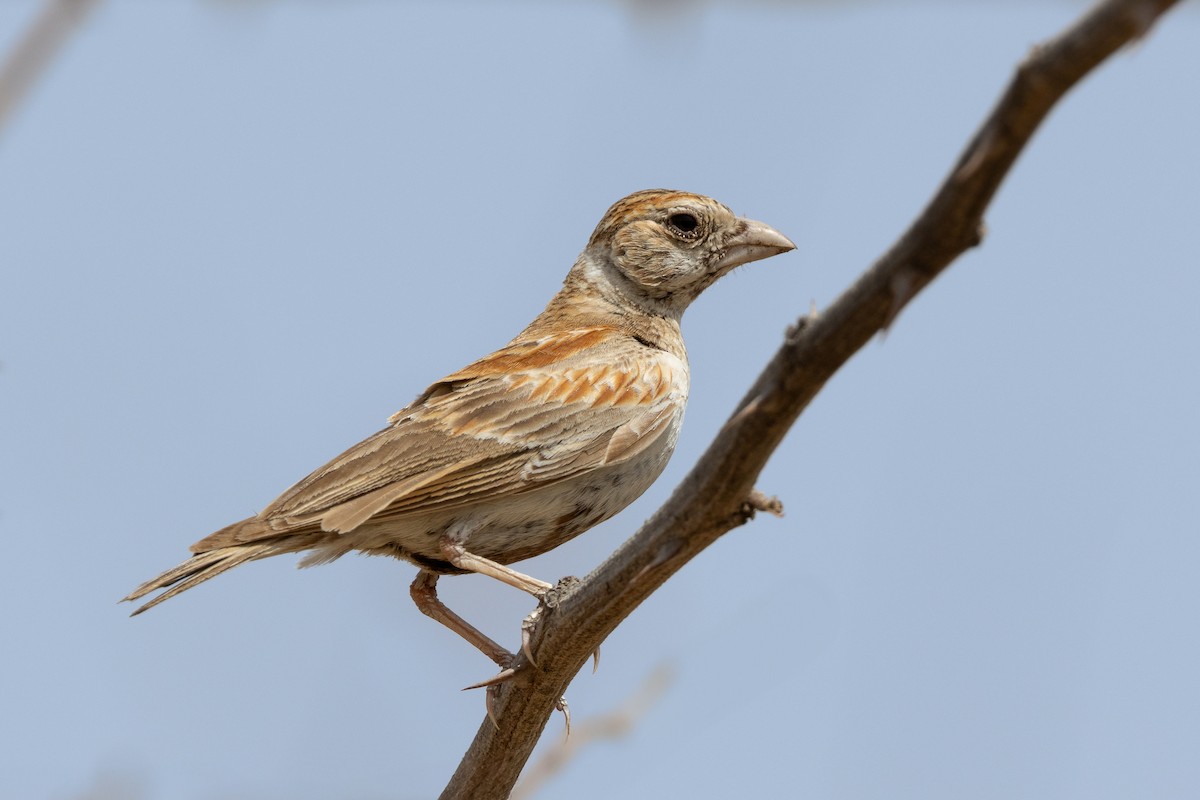 Chestnut-backed Sparrow-Lark - ML636660609