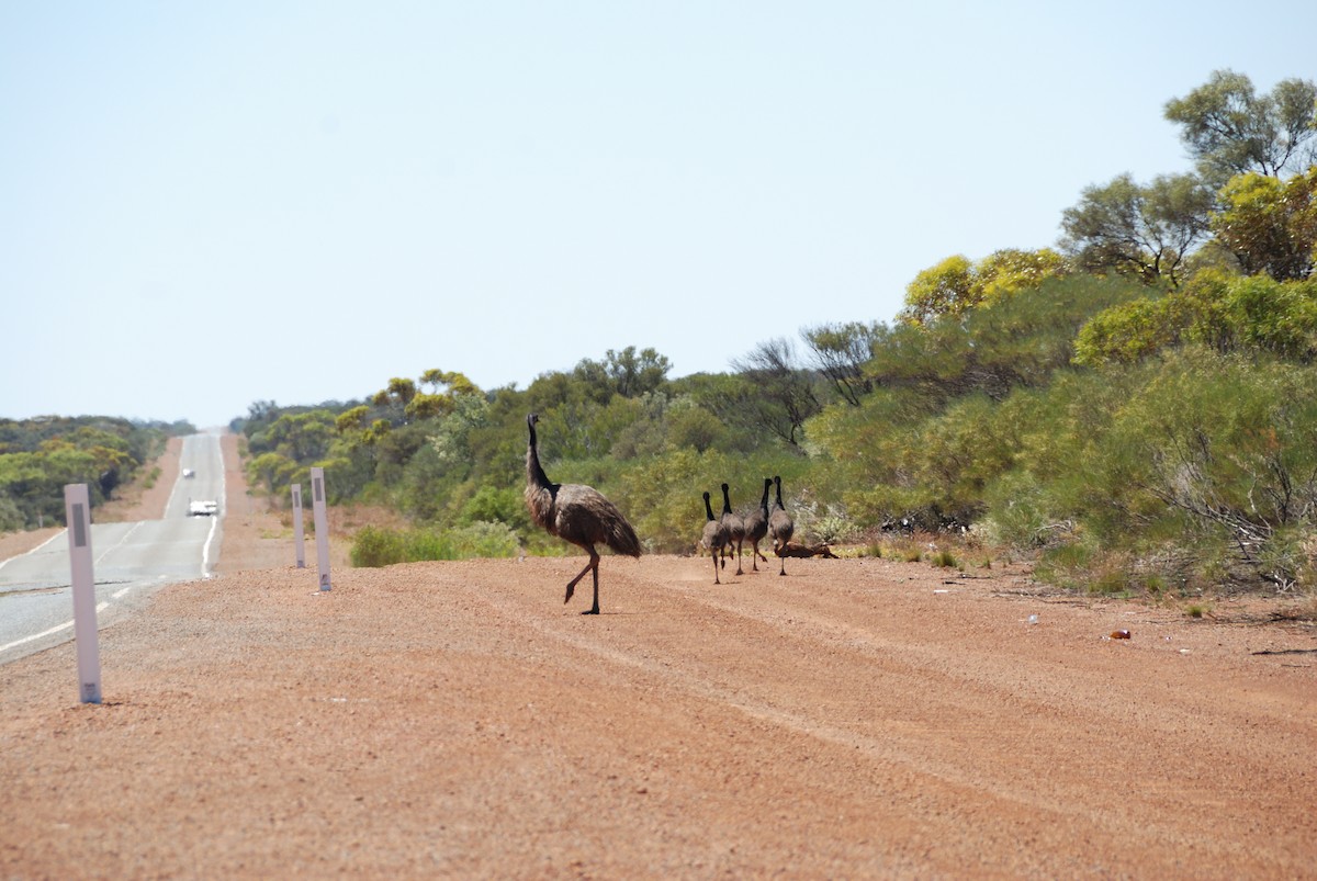 Emu - ML636660700
