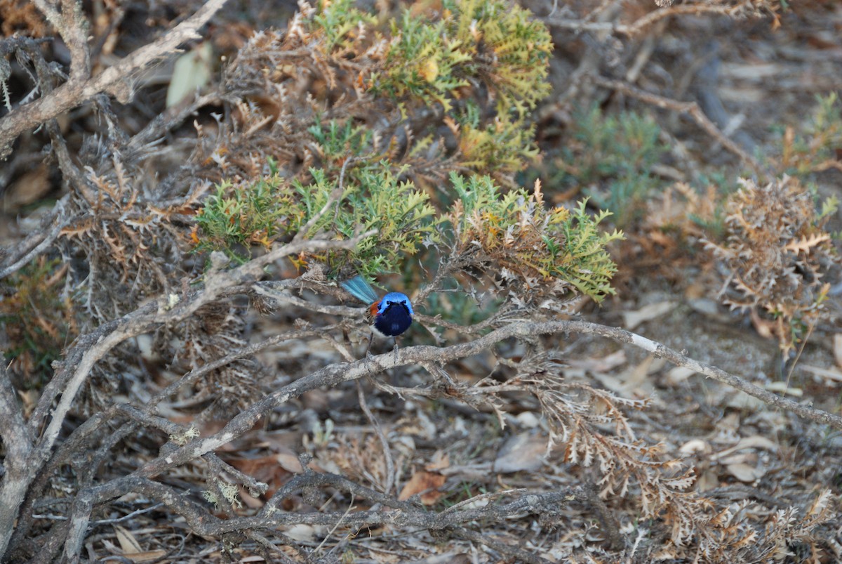 Mérion à gorge bleue - ML636660848