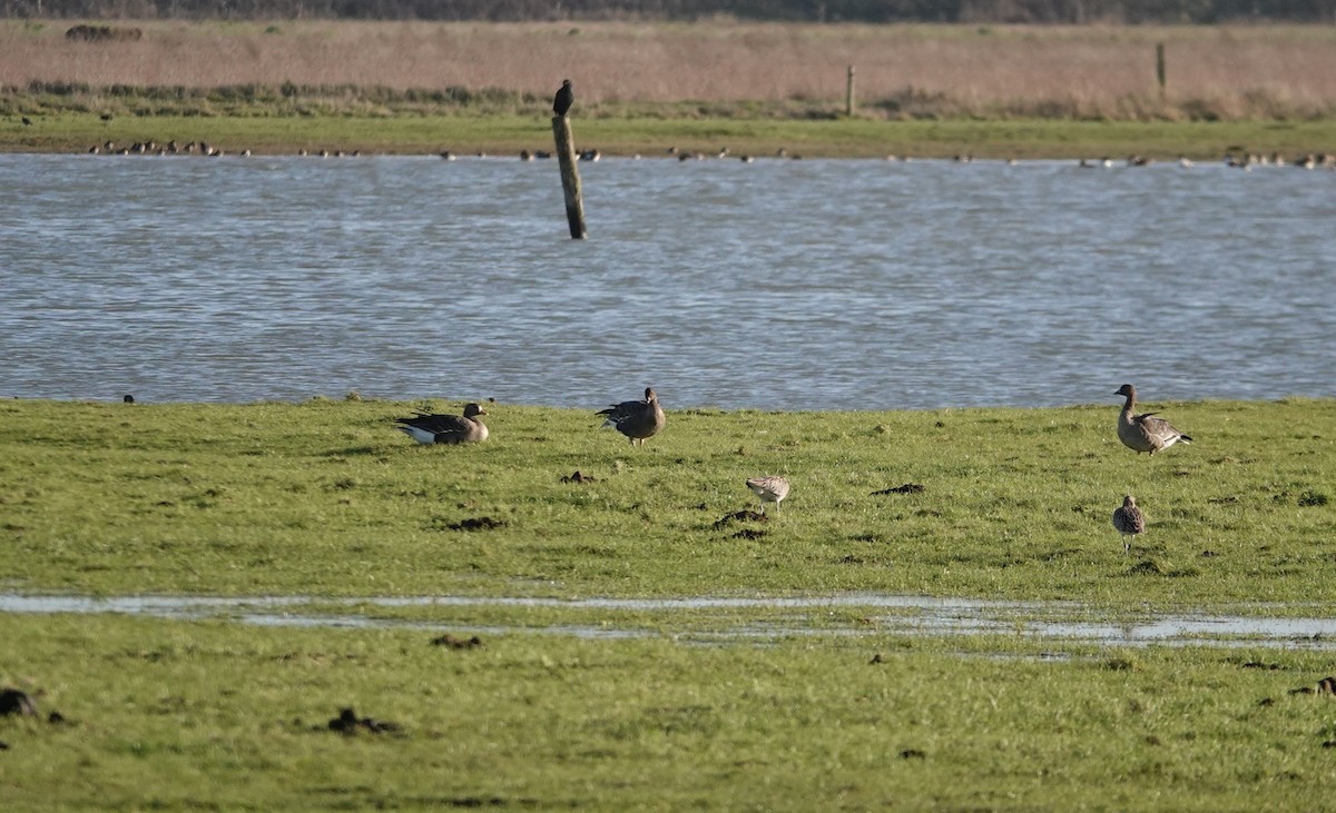 Pink-footed Goose - ML636660882