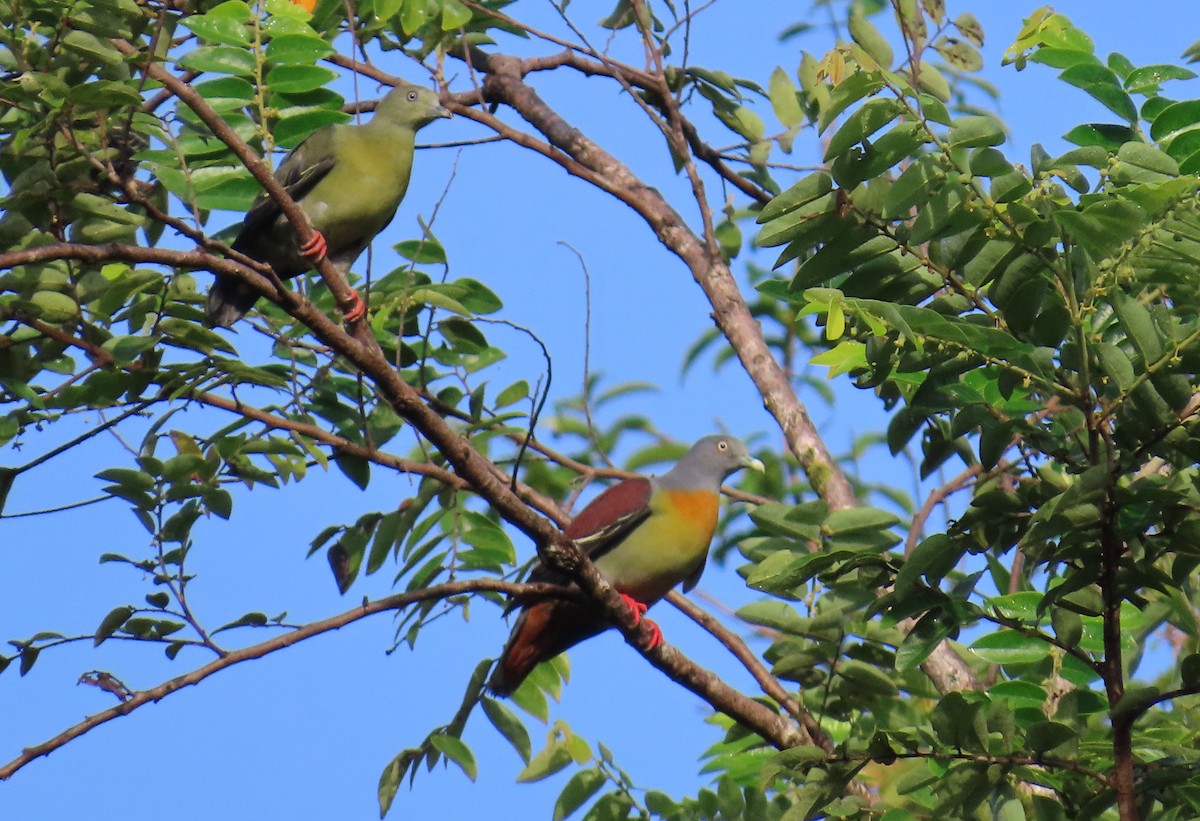 Little Green-Pigeon - ML636660946