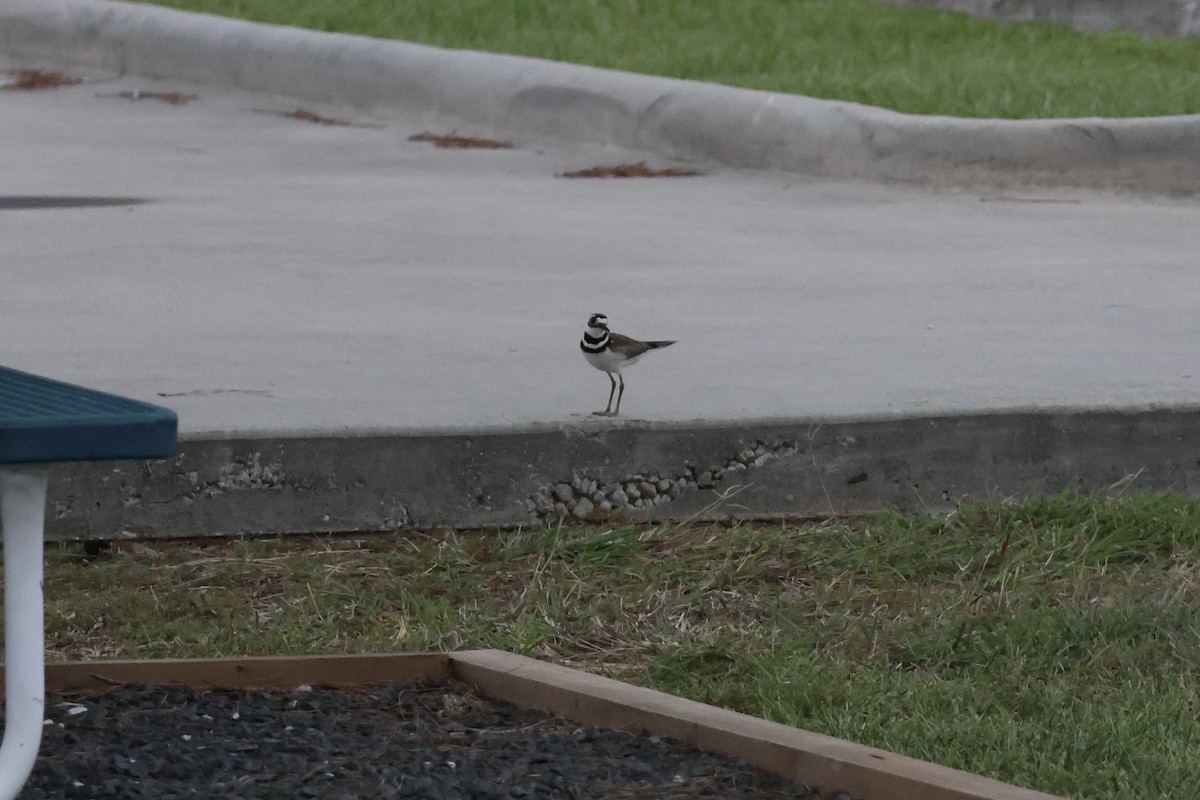 Killdeer - ML636660991