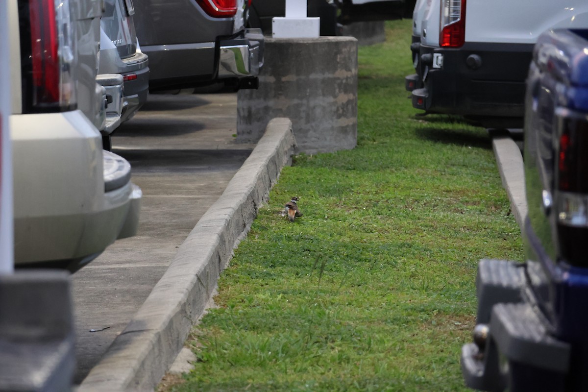 Killdeer - ML636660992