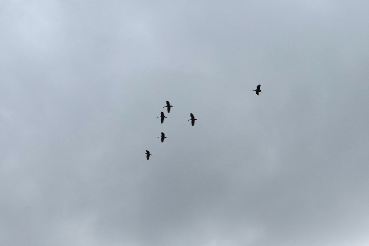 Black-bellied Whistling-Duck - ML636660995