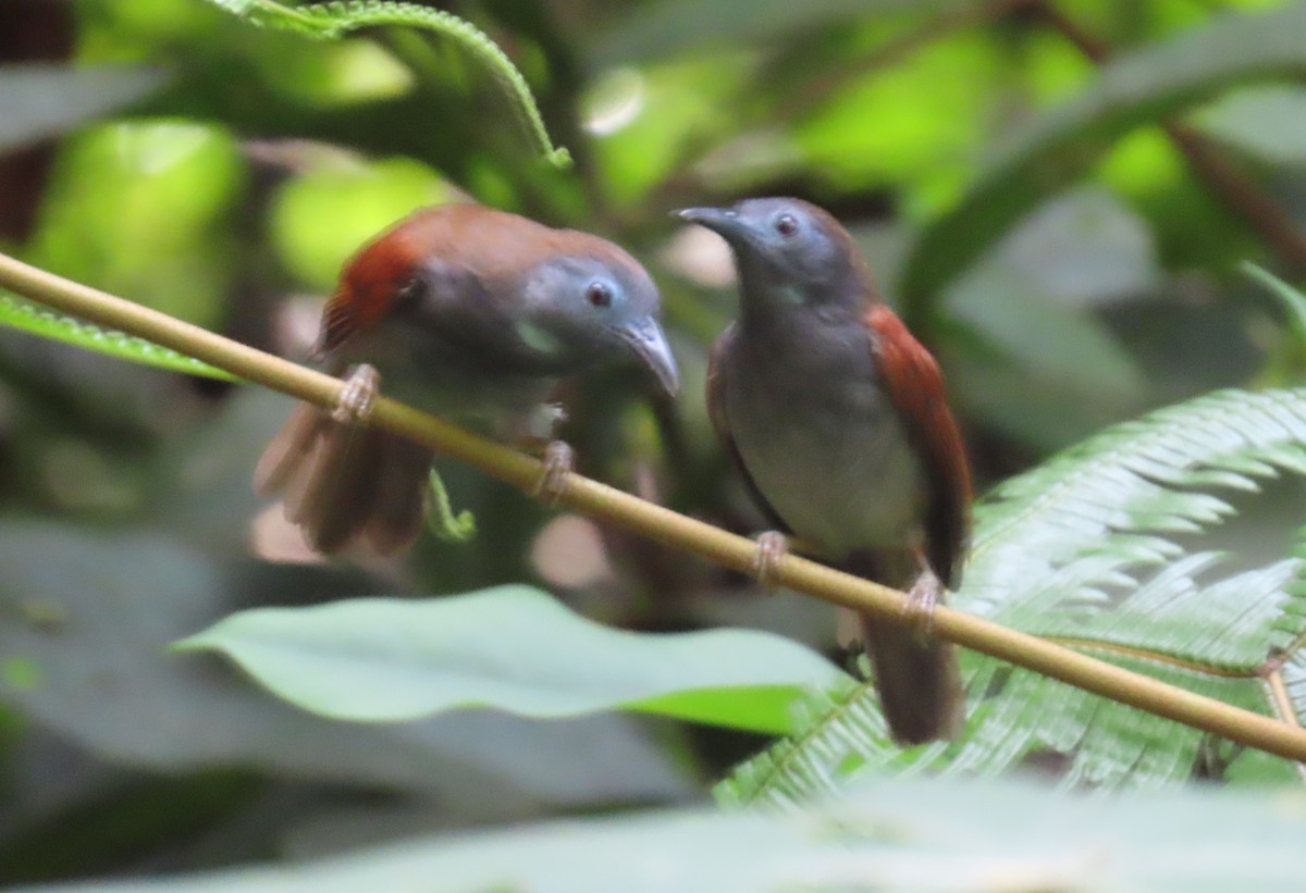 Chestnut-winged Babbler - ML636661016