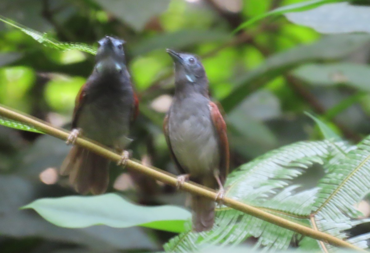 Chestnut-winged Babbler - ML636661017