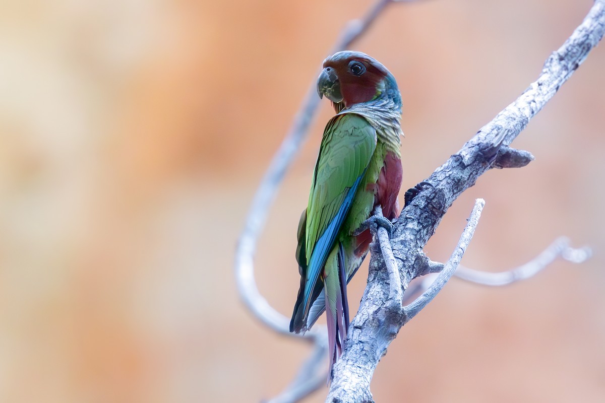 Pfrimer's Parakeet - ML636661021