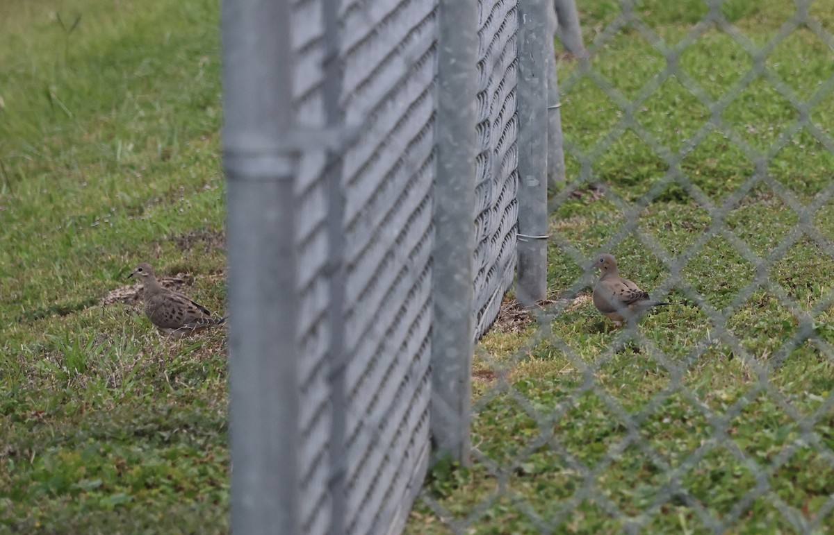 Mourning Dove - ML636661036