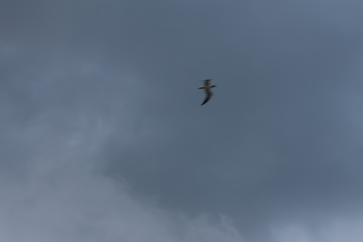 Laughing Gull - ML636661048