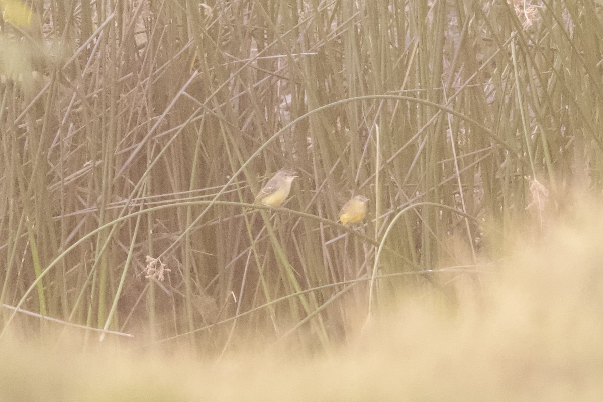 Yellow Chat - ML636661061